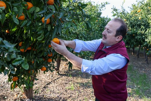 MERSİN’DE TARIMSAL ÜRÜN ÇEŞİTLİLİĞİ ARTIYOR, YERLİ ÜRETİM GÜÇLENİYOR